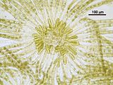 Myriactula rivulariae4